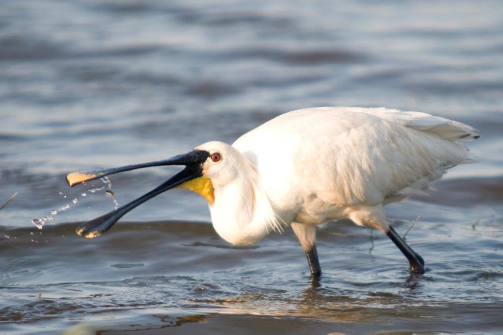 Igluhut De Keet, In Natuurgebied En Vlakbij Het Strand Callantsoog Ngoại thất bức ảnh